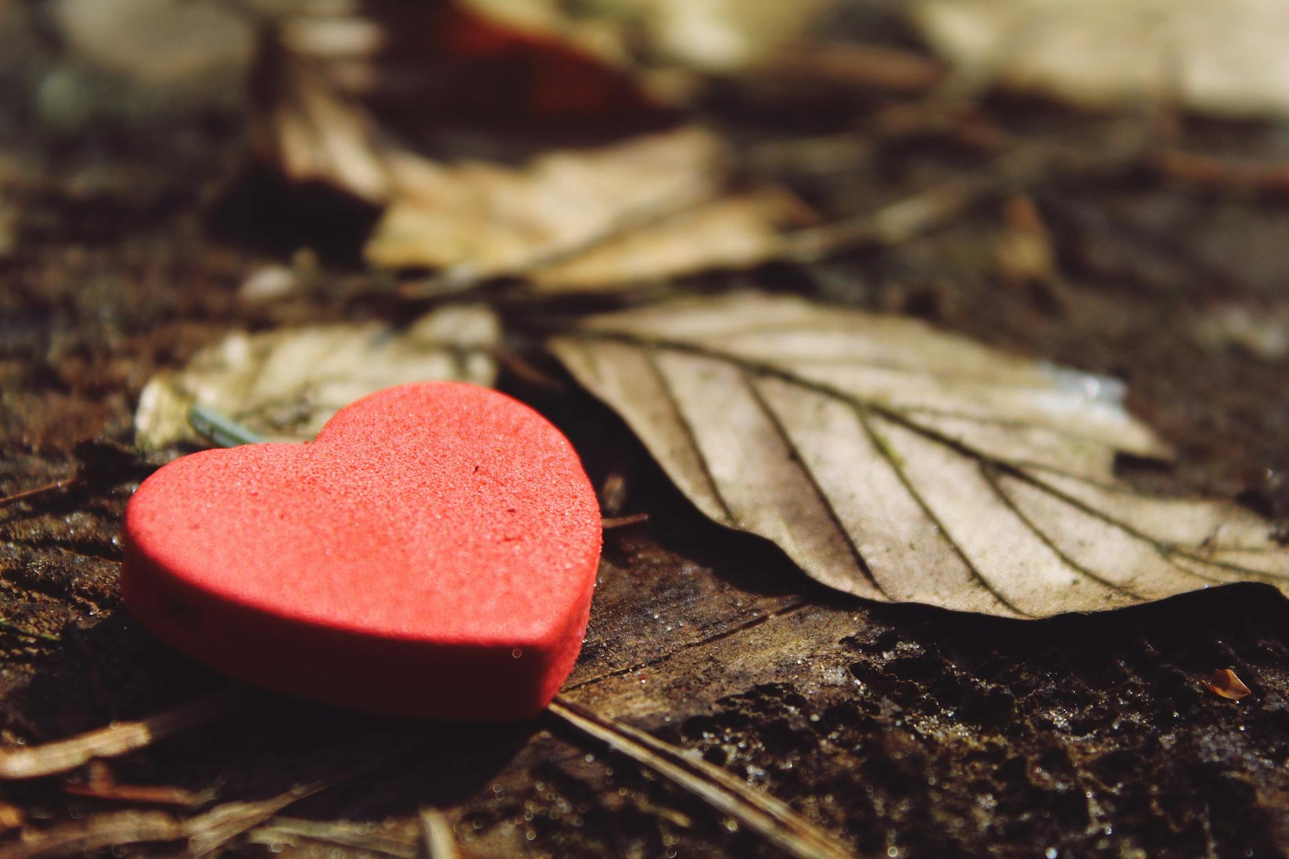 Heart with leaves. Photo by Pixabay on Pexels.com